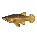 Alligator Gar