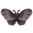 Aurora Swallowtail