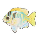 Barred Spinefoot