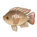 Black Tilapia
