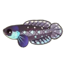 Blackfin Pearlfish