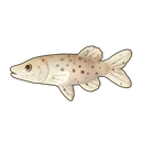 Blackspotted Pike