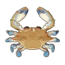 Blue Crab
