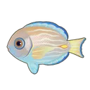 Blue Tang