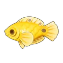 Canary Wrasse