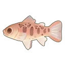 Cherry Salmon