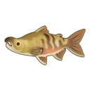 Chum Salmon