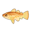 Cod