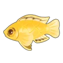 Electric Yellow Cichlid
