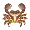 Flat Rock Crab
