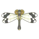 Giant Helicopter Damselfly