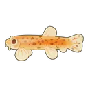 Gold Leopard Dojo Loach