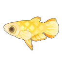 Golden Wonder Killifish
