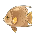 Gray Angelfish
