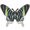 Green-Banded Urania