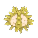 Green Sea Urchin