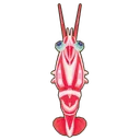 Hingebeak Shrimp