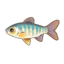 Hooksnout Carp