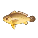 Large Yellow Croaker