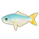 Leatherjacket Fish