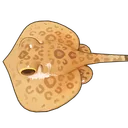Leopard Whipray