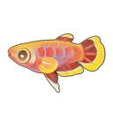 Lyretail Killifish