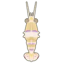 Magnificent Anemone Shrimp