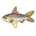 Milkfish