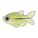 Mint Tetra