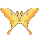 Moon Moth