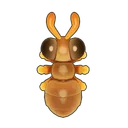 Odorous House Ant