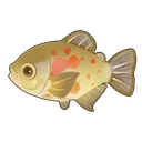 Orange-Blotched Pacu