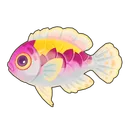 Orangeback Fairy-Wrasse