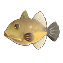 Orangeside Triggerfish