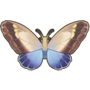 Owl Butterfly