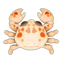 Red Spotted Porcelain Crab