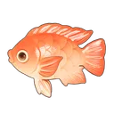 Red Tilapia