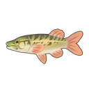 Redfin Pickerel