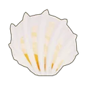 Ribbed Cockle
