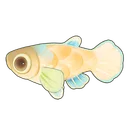 Rice Fish