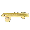 Ropefish