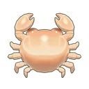 Round Bald Crab