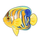 Royal Angelfish