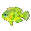 Seagrass Wrasse
