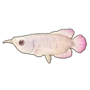 Silver Arowana