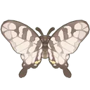 Sixbar Swordtail