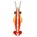 Skunk Cleaner Shrimp