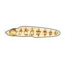 Snowflake Moray