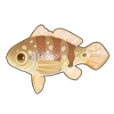 Speckled Peacock Bass