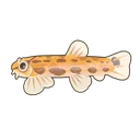 Spined Loach